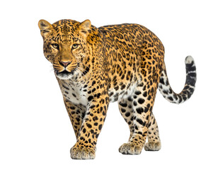 A regal leopard, with distinctive spots, stares forward against a stark black background