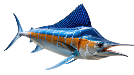 Majestic Marlin Display: A close-up view of a marlin, exhibiting vibrant blue and orange hues, highlighting its streamlined form and distinctive features.