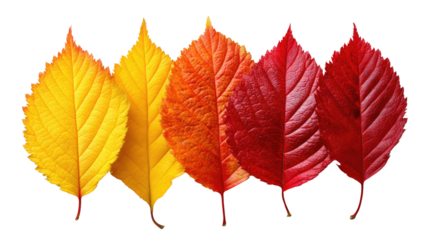 Autumnal Spectrum of Leaves: Five vibrant leaves display a captivating transition of color, from a bright, sunny yellow to the deep crimson of late autumn, capturing the essence of seasonal change.