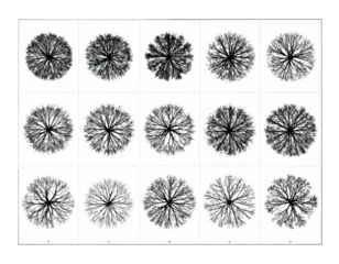 Overhead view of fifteen intricate fractal-like patterns resembling tree canopies, black and white
