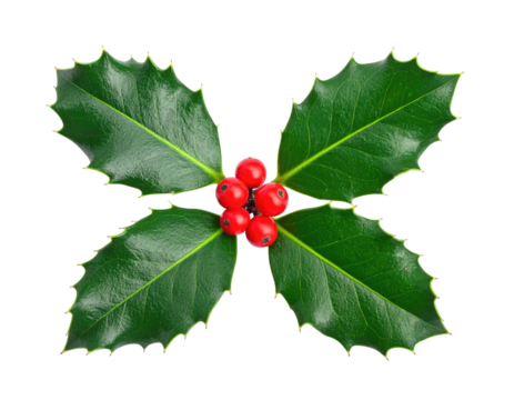 Close-up studio shot of sprig with glossy green leaves and a cluster of red berries