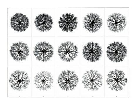 Overhead view of fifteen intricate fractal-like patterns resembling tree canopies, black and white