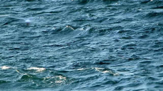 wind-blown sea waves in the dusk