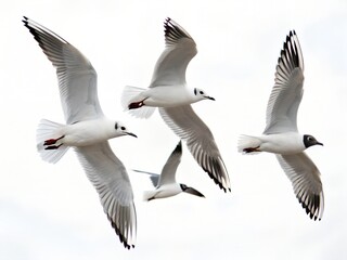 Flock Bonaparte Gulls Flying Isolated