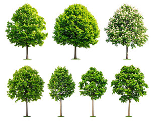 Seven vibrant trees with varying foliage styles, isolated against a transparent background