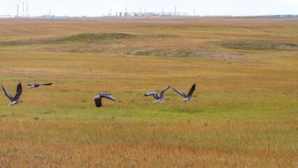 A flock of wild geese flying over the bright autumn tundra of the Yamal Peninsula. For...