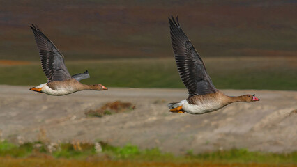 A flock of wild geese flying over the bright autumn tundra of the Yamal Peninsula. For environmental publications, tourist materials, and articles about the nature of the North