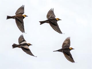 Obraz premium Flock of Bobolinks Flying Isolated on White