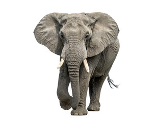 Fototapeta premium Frontal view of an African elephant walking with a black background