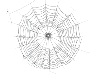 A realistic depiction of a spider's intricate web, designed with delicate, radial threads