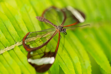 Close-up macro of a glasswing butterfly Greta oto resting on a green leaf. The image shows the transparent wings with delicate brown and white edges, highlighting the beauty and fragility of this