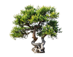 Digitally isolated, vibrant green tree with twisted trunk and leafy crown against black backdrop