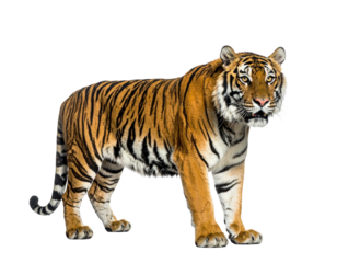 Striking image of a majestic tiger, a large feline, with its distinctive orange and black stripes