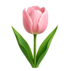 Obraz premium pink tulip 