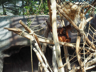 Orangutan resting among wooden branches in zoo enclosure