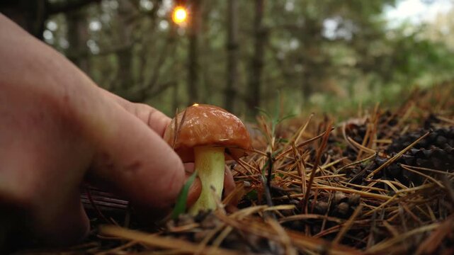 A person gently touches a small mushroom emerging from the forest floor covered in pine needles. The peaceful setting showcases the beauty of nature in autumn.