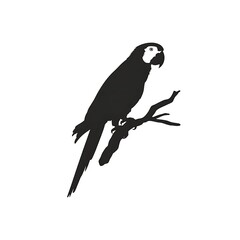 Fototapeta premium Elegant silhouette of a macaw parrot perched on a branch