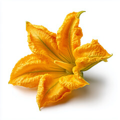 Fototapeta premium pumpkin flower on white background