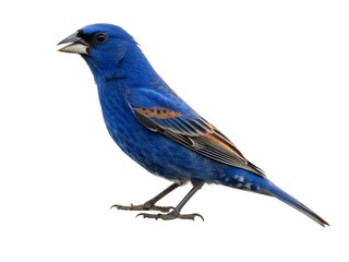 Blue Grosbeak Perched Full Body Isolated on White