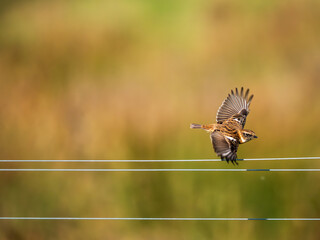 Stonechat Taking off From a Wiire