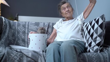 Caucasian very ancient woman having fun with her pet playing with cat toy pulling toy on string on sofa at home. Senior woman is spending time with her friend Scottish Straight kitten. Feline therapy.
