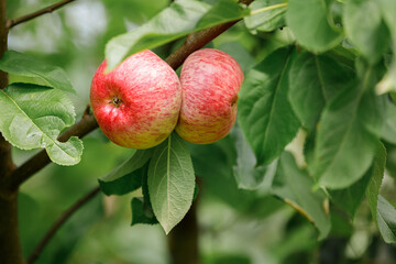 Two ripe red apples hang from a branch amidst lush green foliage