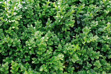Buxus sempervirens shurb green leaves background. Horizontal photo.