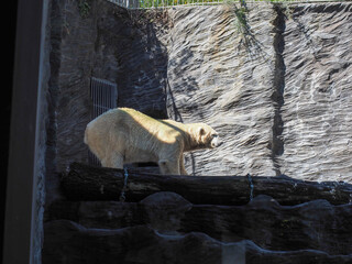 Polar bear walking on rock structure in zoo enclosure
