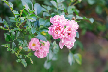 Floribunda Roses (Latin for 