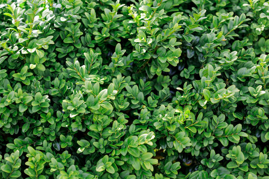 Buxus sempervirens shurb green leaves background. Horizontal photo.
