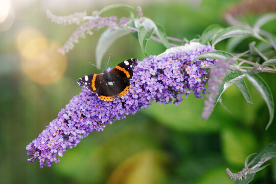 Buddleia Nanho Blue flower spike with butterfly in summer.