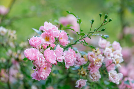 Beautiful Pink Polyantha Rose also known as Fairy Rose blooming in the garden.