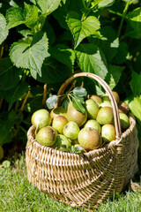Bountiful harvest basket of crisp green pears with a subtle yellow blush. Vertical photo