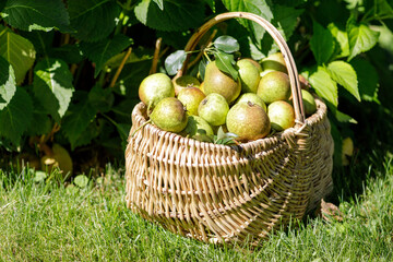 Wicker basket full of ripe green pears on grass in an orchard, enjoying the autumn harvest