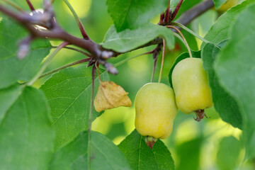 Green mini crabapples ripening on branch, orchard foliage.
