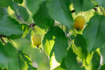 Two small unripe, small, wild apples among green leaves. Background photo