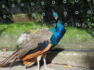 Colorful peacock standing outdoors in sunlight