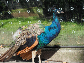 Vibrant peacock showing colorful plumage in daylight