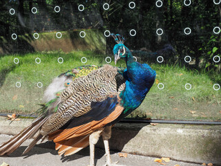 Curious peacock looking at camera in outdoor zoo