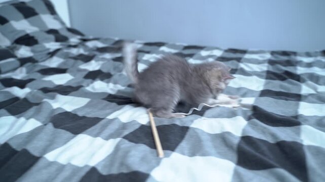 Cat kid playing at home. Animal babies. Pets love. British shorthair cat, cute kitten playing with toy on bed at home. Beautiful purebred cat of Scottish breed plays with kitty toy on string.
