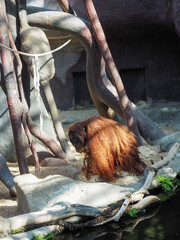 Orangutan sitting on straw in naturalistic zoo enclosure