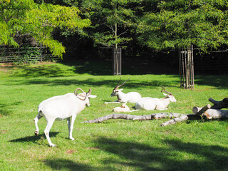 Group of scimitar-horned oryx resting on green field
