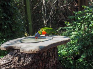 Rainbow lorikeet drinking from dish in sunlight