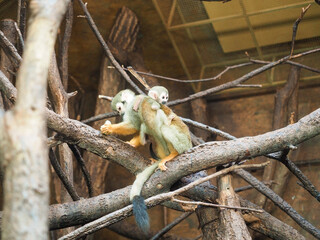 Squirrel monkey carrying baby on back in zoo enclosure