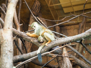 Squirrel monkeys climbing on tree branches in tropical zoo
