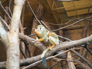 Pair of squirrel monkeys sitting on tree branches