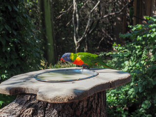 Colorful rainbow lorikeet standing on wooden feeder