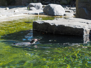 Penguin swimming in clear water surrounded by rocks