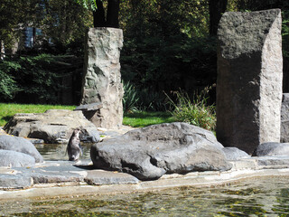 Penguin standing on rocky surface near pond in sunlight