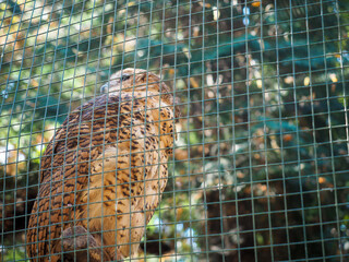 Brown owl behind wire mesh in outdoor aviary enclosure